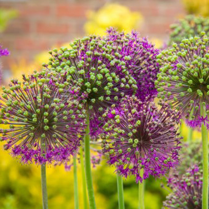 Hoagland Media PlantMedia