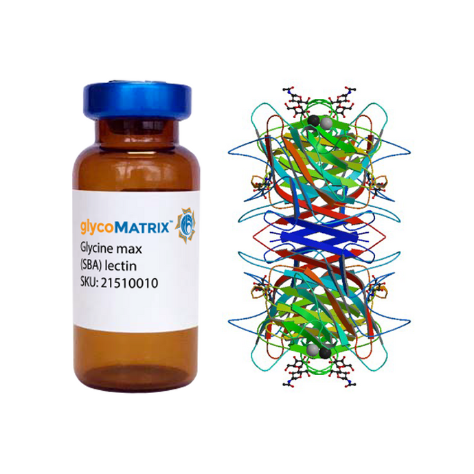 Glycine max Lectin (SBA) - Pure