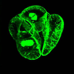 Antibodies