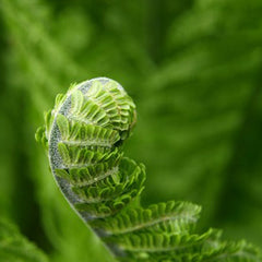Hormones & Growth Regulators