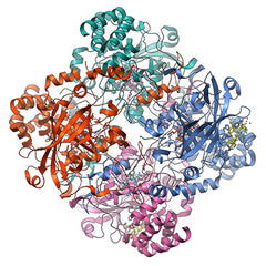 Enzymes