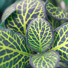 Herbicides