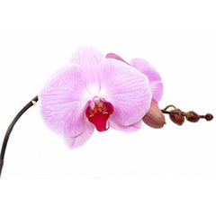 Orchid