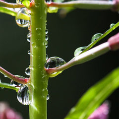 Plant Diagnostics