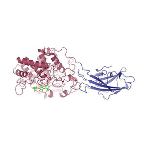 Cellulase