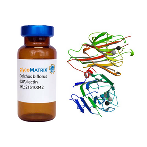 Dolichos biflorus Lectin (DBA) - Pure