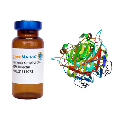 Griffonia simplicifolia Lectin (GSL II) - Pure