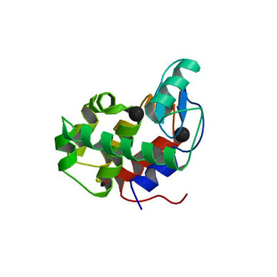 Lysozyme