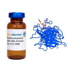 Maackia amurensis Lectin (MAA/MAL II) - Pure