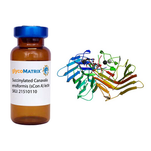 Succinylated Concanavalin A Lectin (Succ Con A) - Pure