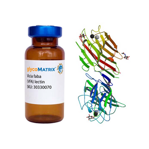 Vicia faba Lectin (VFA) - Pure